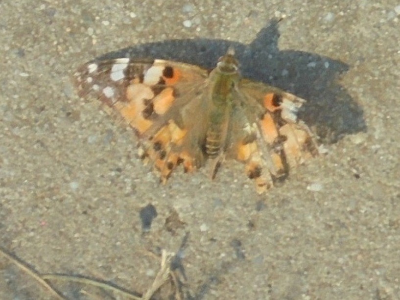 Leśne klimaty, SPACERUJĄC  PO  BEZDROŻACH - MOTYL