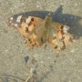 Leśne klimaty, SPACERUJĄC  PO  BEZDROŻACH - MOTYL