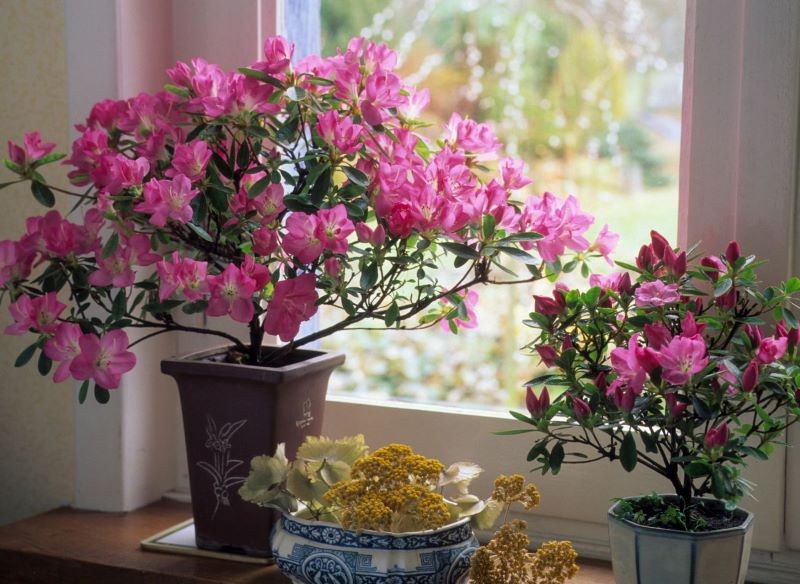 Azalia doniczkowa jest piękna, ale dość kapryśna.
