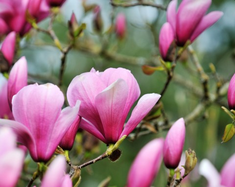 Najpiękniejsze kwiaty i krzewy kwitnące wczesną wiosną. Ogród zacznie mienić się kolorami