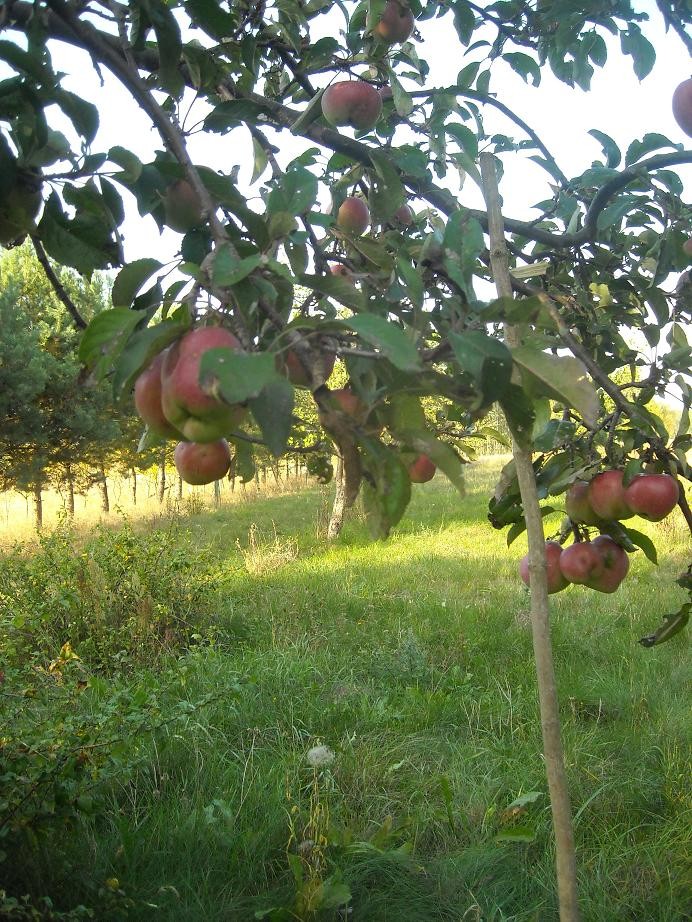 Pozostałe, Galeria na powitanie jesieni.......... - ...........na drzewie zostały tylko jabłka zimowe , po te przyjedziemy w październiku.............