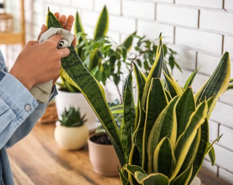 Prościutki domowy płyn na ziemiórki w sansewierii. Działa szybko, liście znów są soczyście zielone