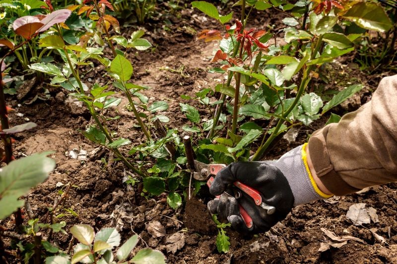 Cięcie róż to jeden z najważniejszych elementów wiosennej pielęgnacji. Fot. alexeyarz/123RF.com
