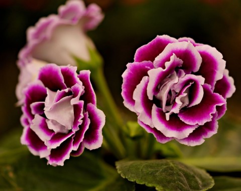 Co przynosi szczęście, a co pecha? Zastanów się, co kupujesz i gdzie to postawisz w domu