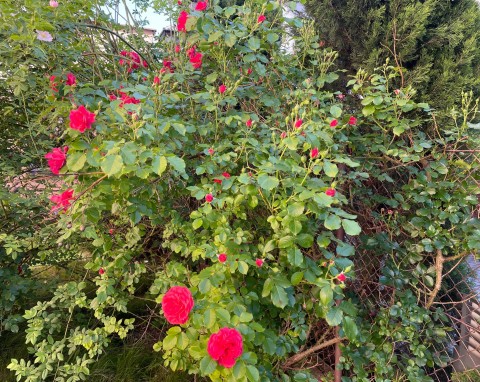 Chcesz mieć piękne róże w ogrodzie? Unikaj towarzystwa tych roślin