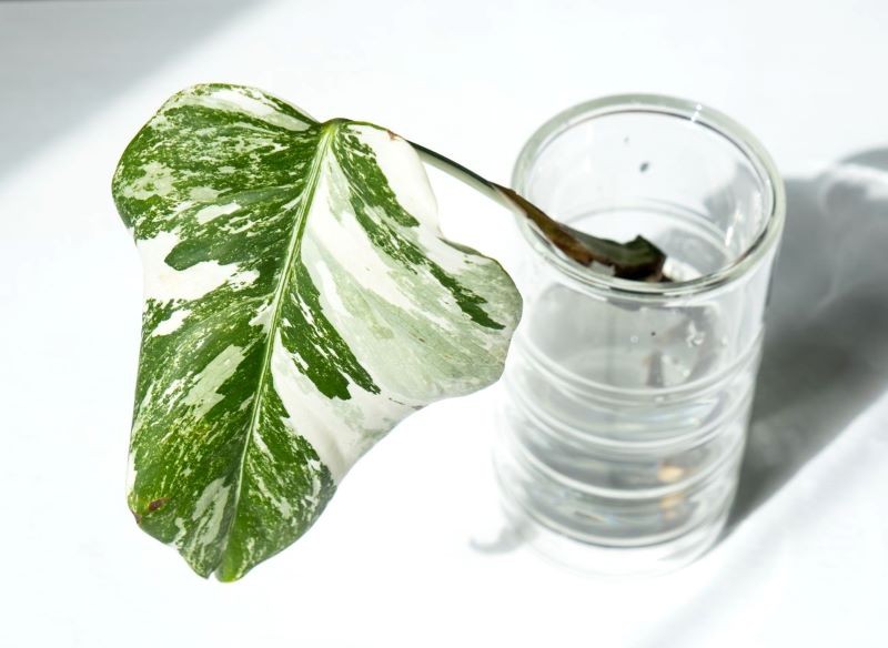 Monstera deliciosa 'Variegata' bywa sprzedawana jako oddzielony pęd.