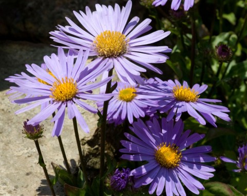 W styczniu wysiej najpiękniejsze kwiaty na skalniak. Znam prosty sposób, by wszystkie wykiełkowały