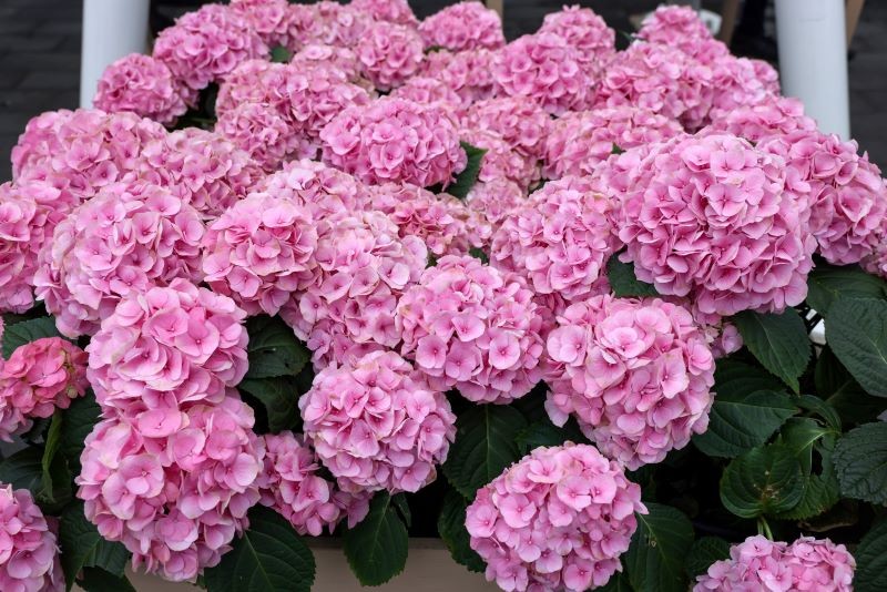 Podczas usuwania suchych kwiatów hortensji ogrodowej trzeba zachować ostrożność.