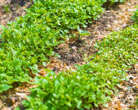 Ściółkowanie ogrodu trocinami. Ten rodzaj trocin może zaszkodzić glebie i roślinom