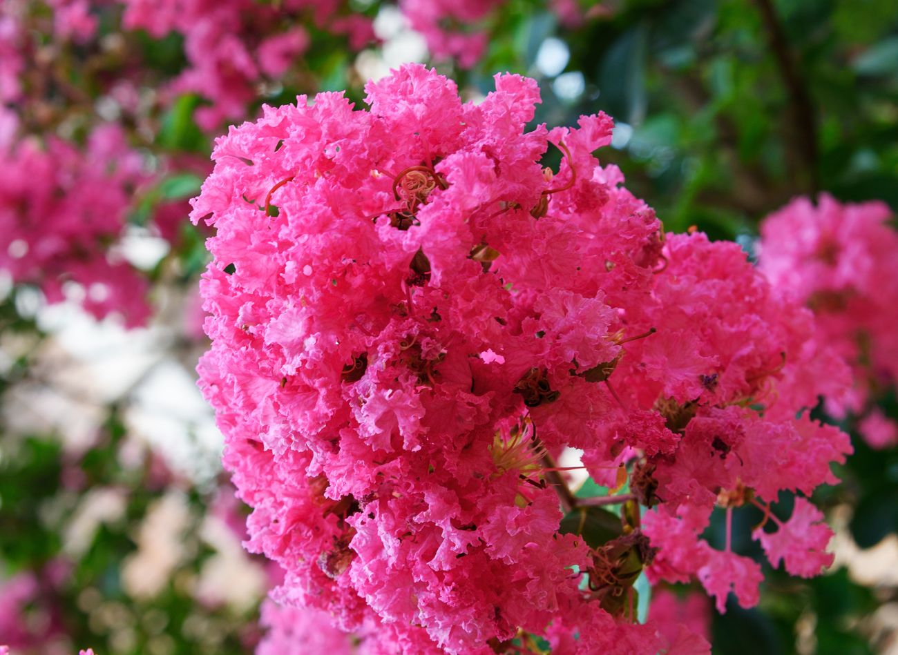  Ostatni moment na przycięcie. Lagerstroemia będzie kwitła nawet do listopada