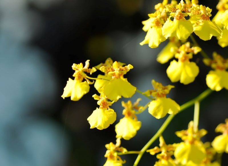 Uprawa motylnika jest dość wymagająca.