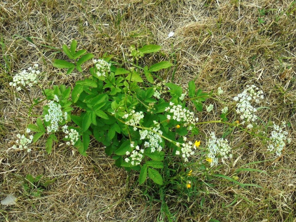 Podróże, KOPIEC WYZWOLENIA  - Piekary śląskie -woj. śląskie