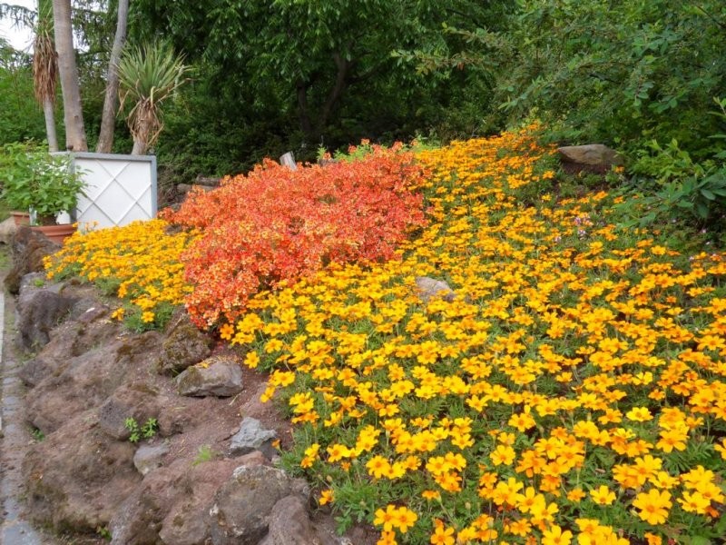 Pozostałe, Ogrod botaniczny