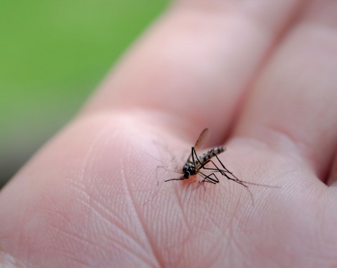 Niezawodne naturalne sposoby na komary