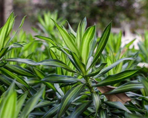 Dracena deremeńska (Dracaena deremensis)