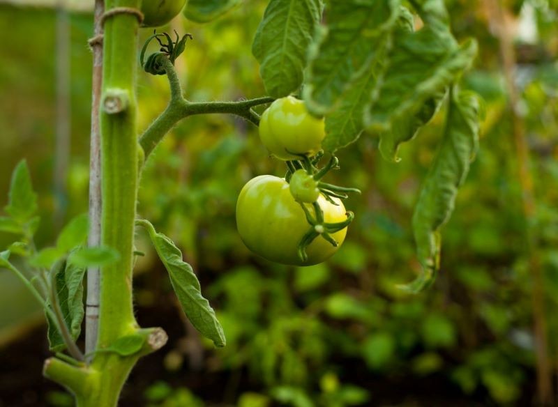 Usuwanie tzw. wilków to jeden z najważniejszych zabiegów na początku uprawy pomidorów.