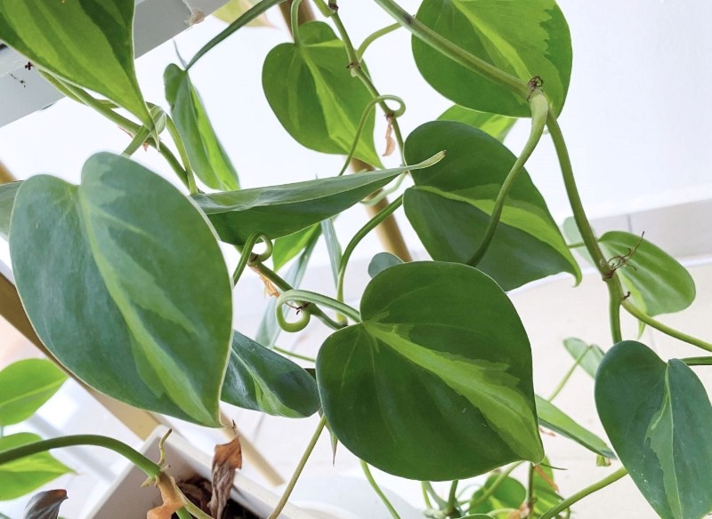 kwiaty cieniolubne zwisające