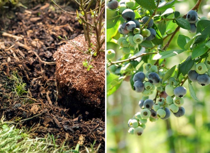 ściółkowanie borówek