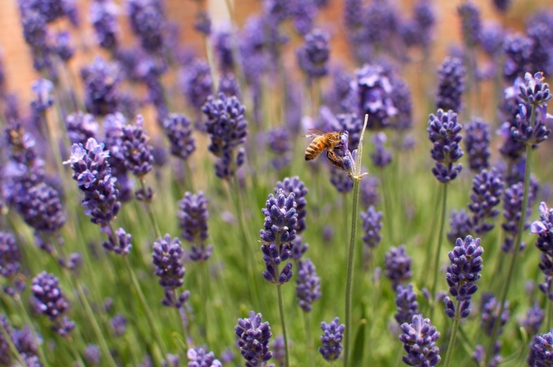 rośliny wabiące pszczoły