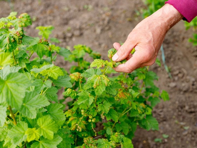 Porzeczka często jest atakowana przez mszyce.