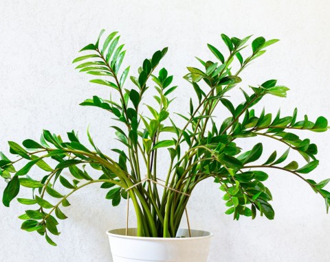 Dlaczego zamiokulkas opada zamiast rosnąć do góry? Jeden trik, a będzie wyglądał majestatycznie