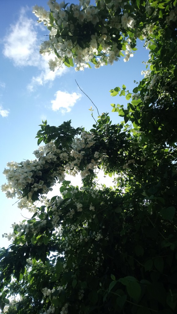 Rośliny, A za chwilę lato............. - ...............i jaśmin.................codziennie spaceruję pod jaśminowym baldachimem ................a powietrze przesycone jest jego zapachem ................