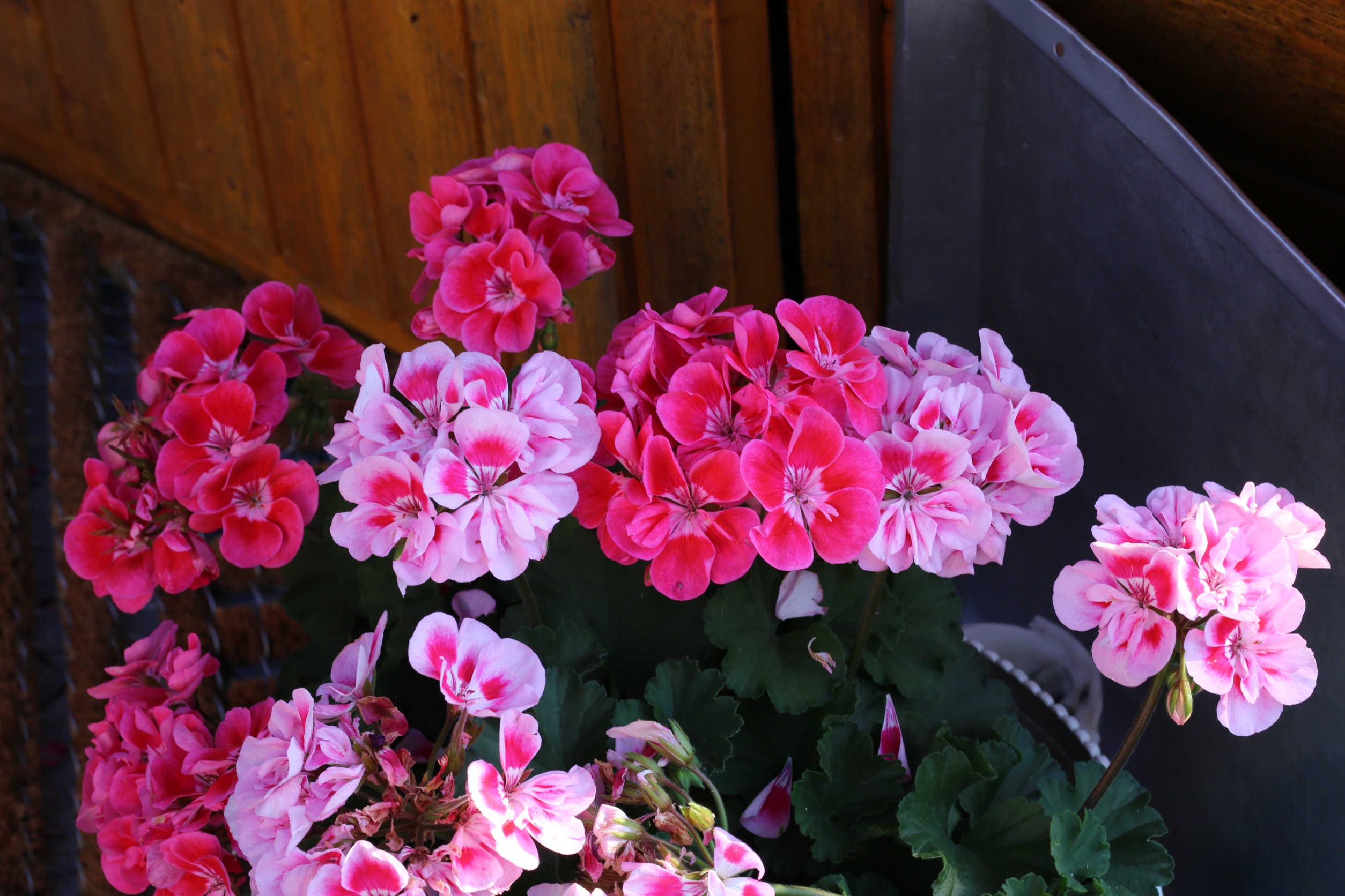  Drożdżową mieszankę stosuję od lat. Mam najpiękniejsze pelargonie w okolicy