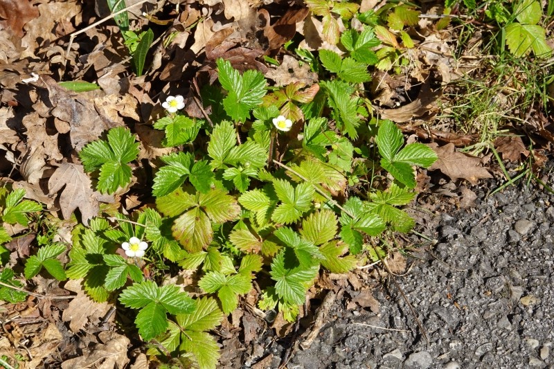 pielęgnacja truskawek jesienią