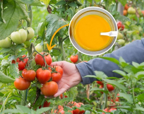 Pomidory kwitną, obficie owocują i nie chorują. Poznaj przepis na hitowy oprysk