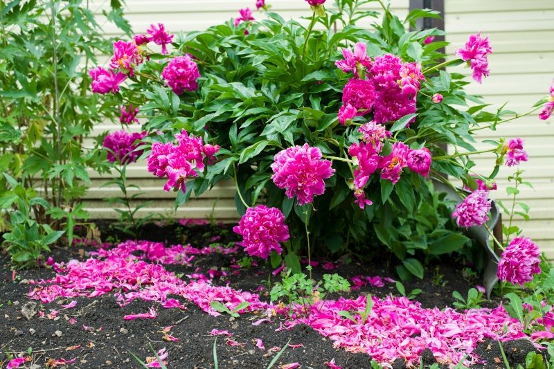 Odpowiednie nawozy zadbają o zdrowie piwonii i jej obfite kwitnienie.