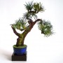 Dekoracje, Sztuczne drzewka bonsai (bonsai zokei) - Sztuczne drzewko bonsai - Bonsai Zokei
http://dragon.netgaleria.pl/sztuczne-bonsai,39.html