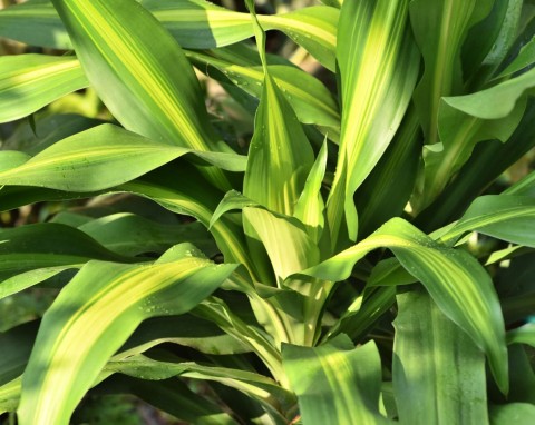 Dracena wonna (Dracaena fragrans)