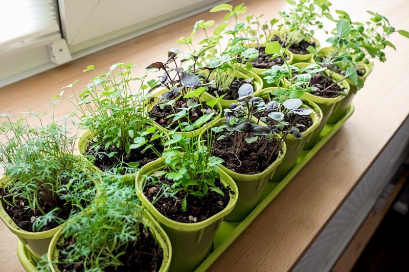 Wiele ziół i warzyw można uprawiać na mikrolistki.
