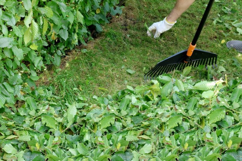 Żywopłot z grabu pospolitego trzeba przycinać nawet 3 razy w sezonie.