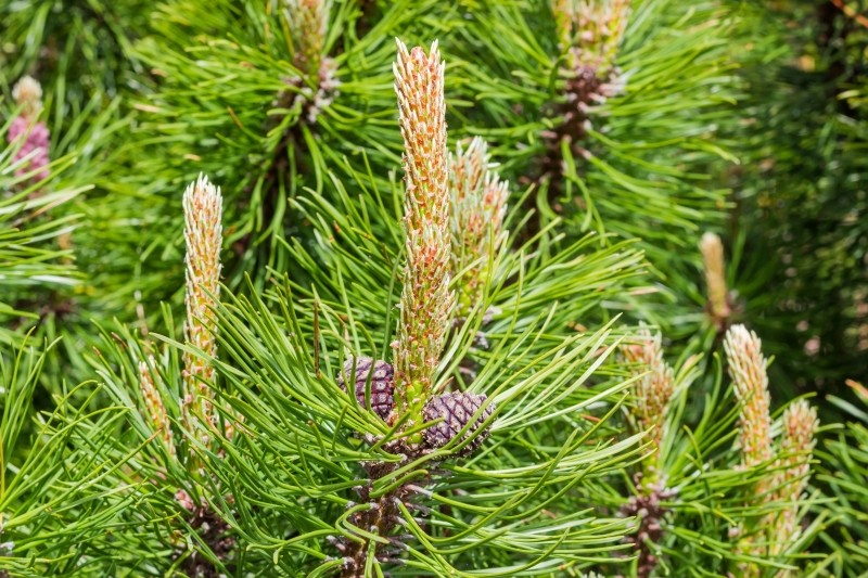 zimozielone rośliny iglaste