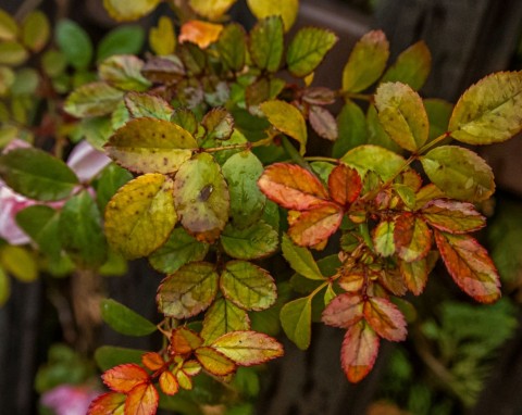 W listopadzie to bardzo ważne zadanie przy różach. Nie będzie kłopotu z czarną plamistością