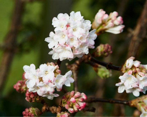 Kwitną i zachwycają całą zimę. Te rośliny nie boją się śniegu i mrozów