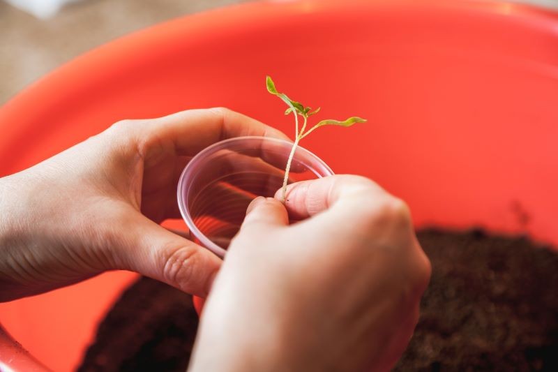Podczas pikowania pomidorów uważajmy, aby nie uszkodzić delikatnych sadzonek.