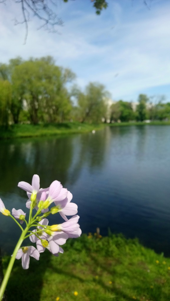 Balkon, Majowe love.................... - pozdrawiam Was bardzo serdecznie , majowo, słonecznie :)