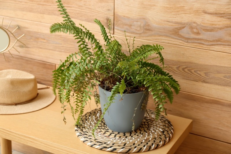 dlaczego paprotka usycha