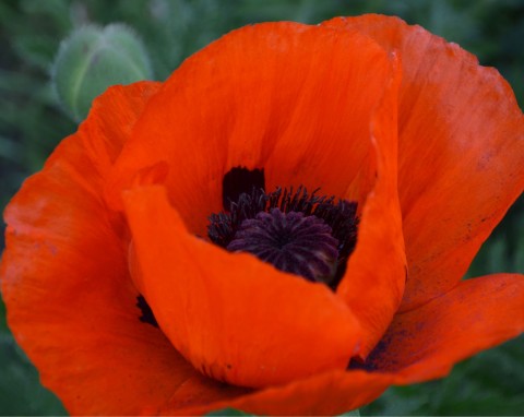 Mak wschodni (Papaver orientale)