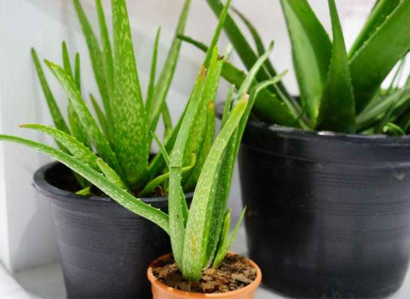 jak pielęgnować aloes