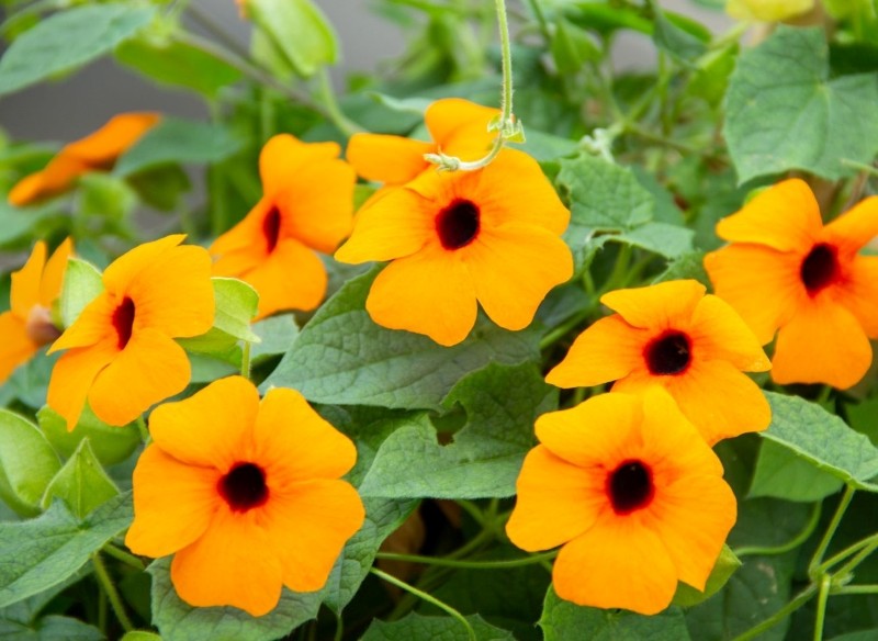 tunbergia oskrzydlona