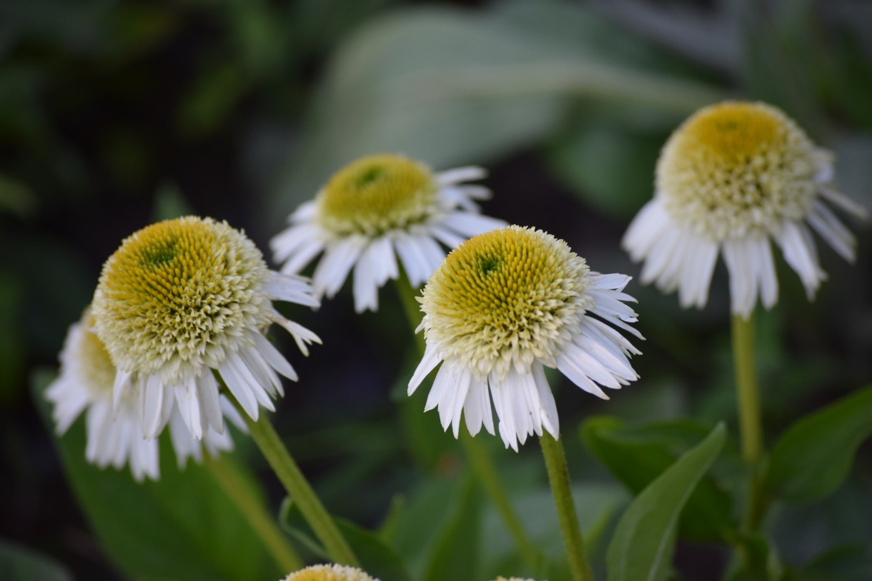 Rośliny, ECHINACEA...