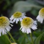 Rośliny, ECHINACEA...