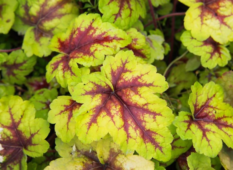 Żuraweczka 'Stoplight'