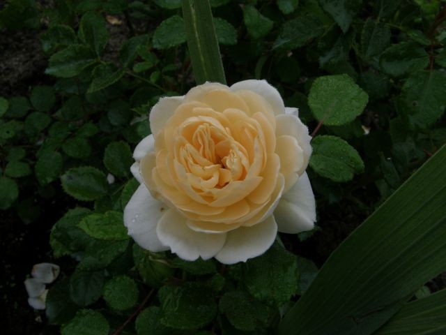 Rośliny, Róże 2010 - Crocus Rose