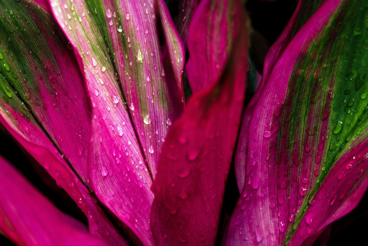 Rośliny, Różowe kwiaty doniczkowe - Kordylina (Cordyline)
Fot. Unsplash