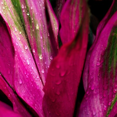 Kordylina (Cordyline)
Fot. Unsplash