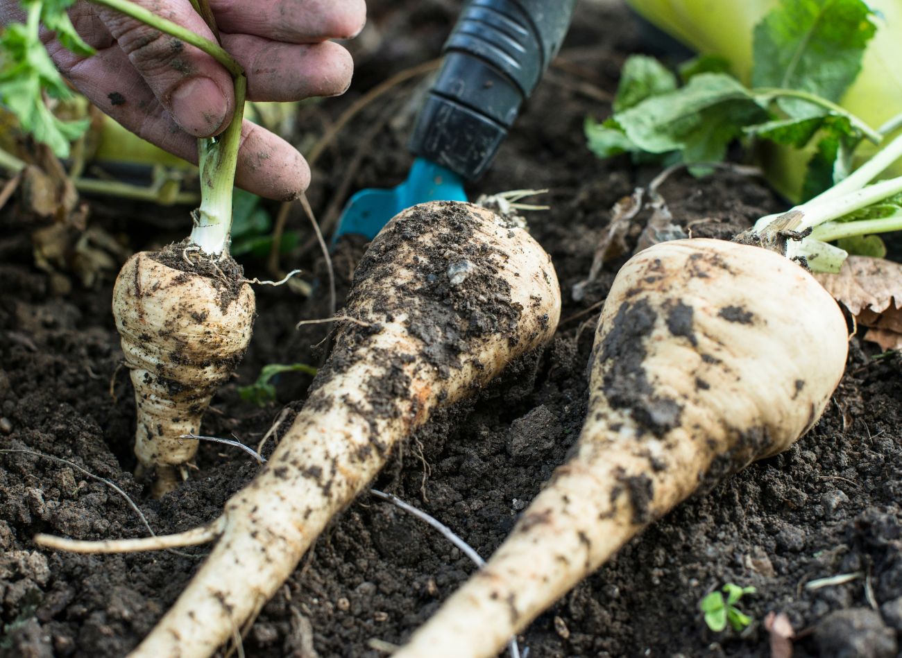  Posiej pietruszkę po tych warzywach. Natka będzie bujna, korzeń długi